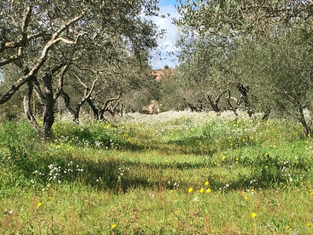 Mimosa Bilocale Cala Liberotto Exteriör bild