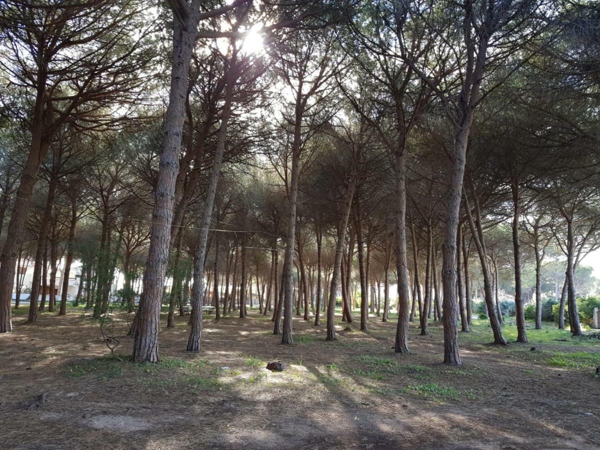Mimosa Bilocale Cala Liberotto Exteriör bild