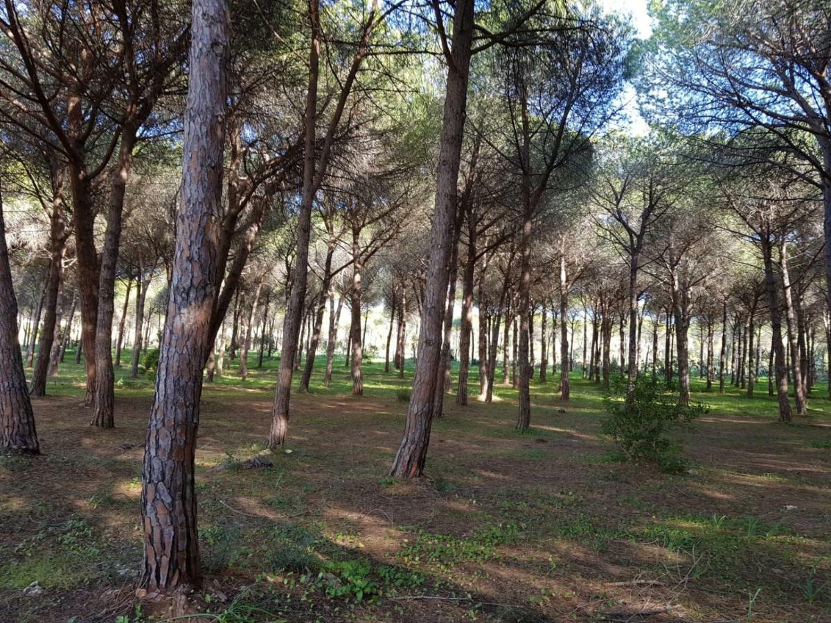 Mimosa Bilocale Cala Liberotto Exteriör bild